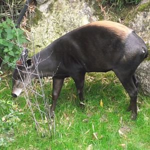 Yellow-backed Duiker - Zooparc de Beauval - 13/10/2024