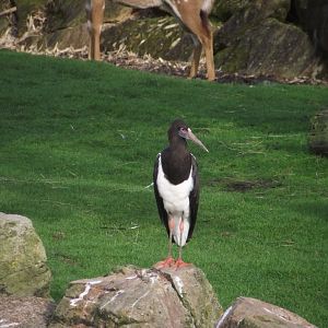 Abdim's Stork - Zooparc de Beauval - 13/10/2024