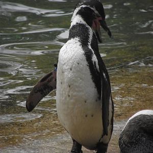 Humboldt's Penguin - Zooparc de Beauval - 13/10/2024