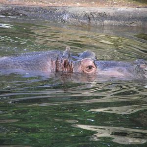 Nile Hippo - Zooparc de Beauval - 13/10/2024