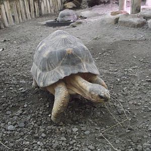 Radiated Tortoise - Zooparc de Beauval - 13/10/2024
