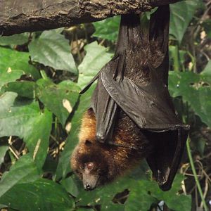 Rodrigues Fruit Bat - Zooparc de Beauval - 13/10/2024