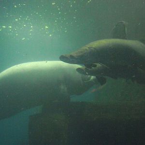 Arapaimas & Caribbean Manatees - Zooparc de Beauval - 13/10/2024