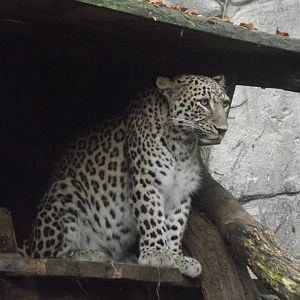 Persian Leopard - Zooparc de Beauval - 13/10/2024
