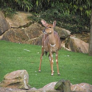 Nyala - Zooparc de Beauval - 13/10/2024