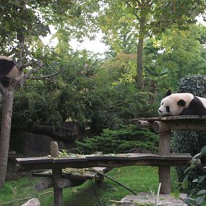 Young female Giant Pandas - Zooparc de Beauval - 13/10/2024