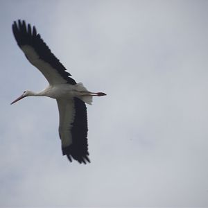 White Stork - Zooparc de Beauval - 13/10/2024