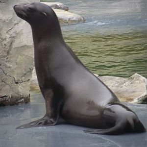 Californian Sea Lion - Zooparc de Beauval - 13/10/2024