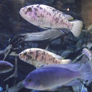 Zebra Mbunas - Zooparc de Beauval - 13/10/2024