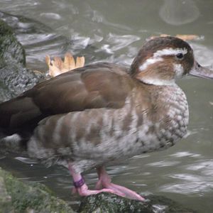 Female Ringed Teal - Zooparc de Beauval - 13/10/2024