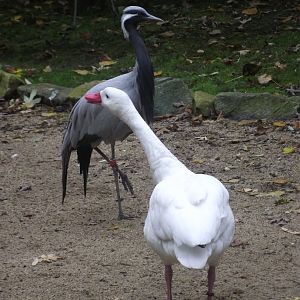Coscoroba Swan & Demoiselle Crane - Zooparc de Beauval - 13/10/2024