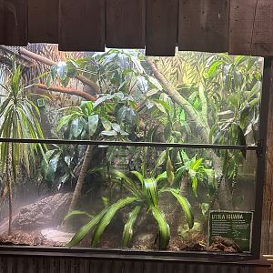 The Swamp- Utila Igunana