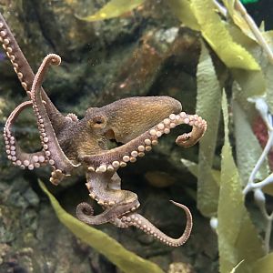 Living Coast-California Two-spot Octopus