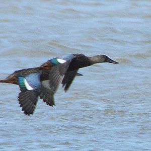 New Zealand Shoveler ducks