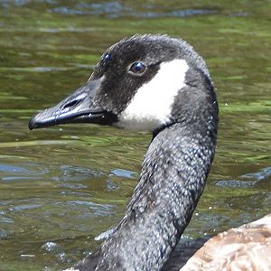 Canada Goose