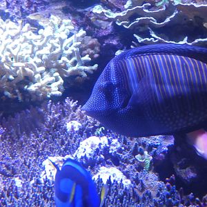 ID? - New York Aquarium