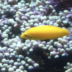 ID? - New York Aquarium