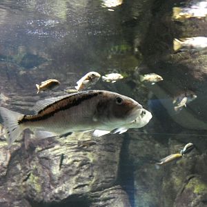 ID? - New York Aquarium