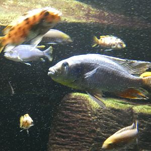 ID? - New York Aquarium