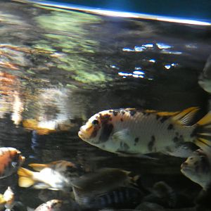ID? - New York Aquarium