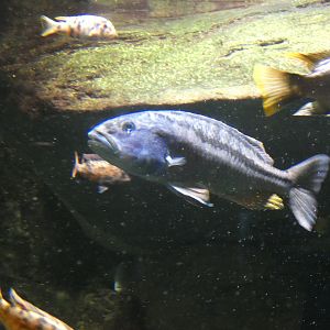 ID? - New York Aquarium