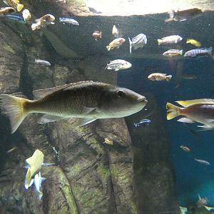 ID? - New York Aquarium