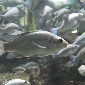 ID? - New York Aquarium