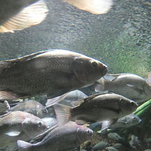 ID? - New York Aquarium