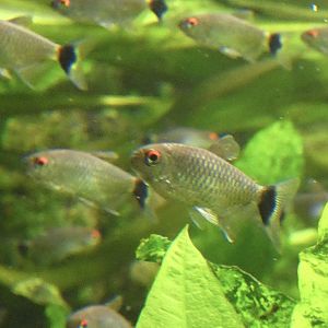 ID? - New York Aquarium