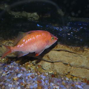 ID? - New York Aquarium