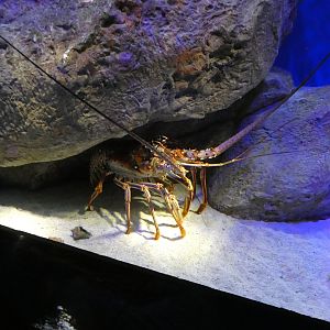 ID? - New York Aquarium
