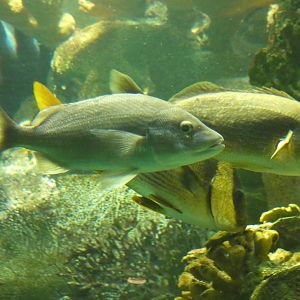 ID? - New York Aquarium