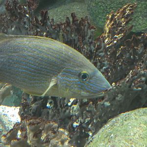 ID? - New York Aquarium