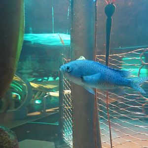 ID? - New York Aquarium