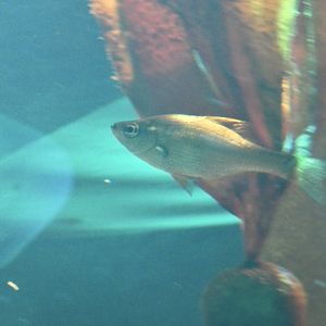 ID? - New York Aquarium