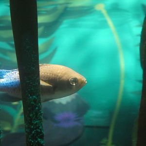 ID? - New York Aquarium