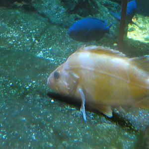 ID? - New York Aquarium