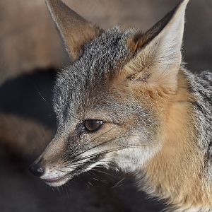 Desert Kit Fox (Vulpes macrotis arsipus) male - "Jalapeño"
