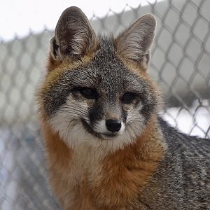 Arizona Gray Fox (Urocyon cinereoargenteus scottii) male - "Frank"