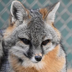 Midwestern Gray Fox (Urocyon cinereoargenteus ocythous) female - "Boots"