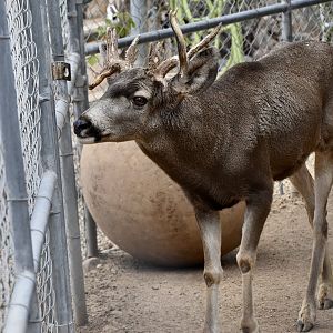 Desert Mule Deer (Odocoileus hemionus eremicus) male "Lou"