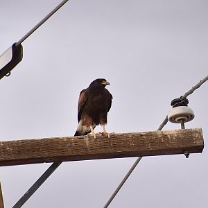 Harris's Hawk (Parabuteo unicinctus superior) - wild by the driveway