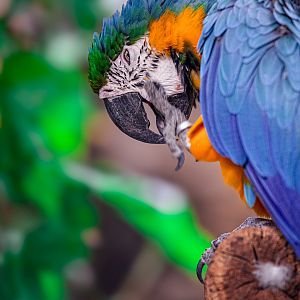 Blue n Gold Macaw