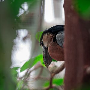 Boat Billed Heron