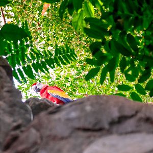 Scarlet Macaw I believe