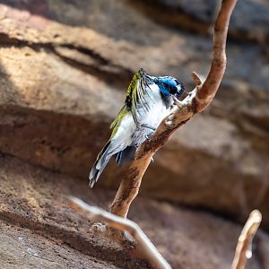 Blue Faced Honeyeater