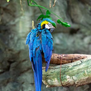 Blue n Gold Macaw