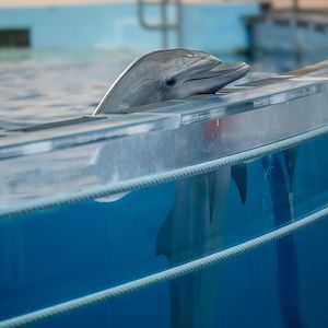 Bottle nosed dolphin