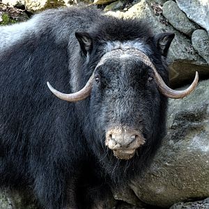 Muskox