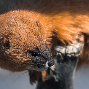 Siberian weasel